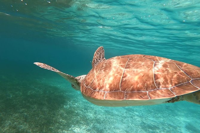 Private Snorkeling or Fishing in Nassau - 55ft Cocorijo - What Cocorijo is like for families