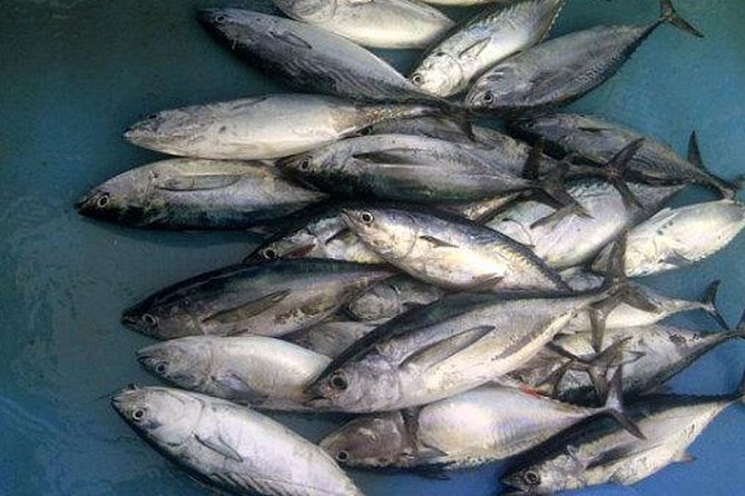 Racha Island Game Fishing & Trolling From Phuket - Should you book it?