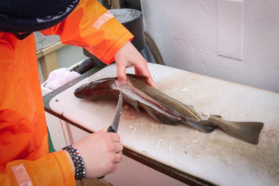Reykjavik: 3-Hour Sea Angling Gourmet Experience Tour - Key points before you book