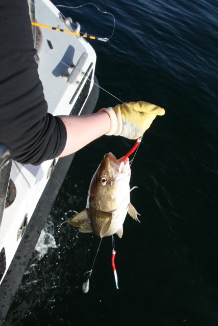 Reykjavik: 3-Hour Sea Angling Gourmet Experience Tour - Possible whales, puffins, and open-water views