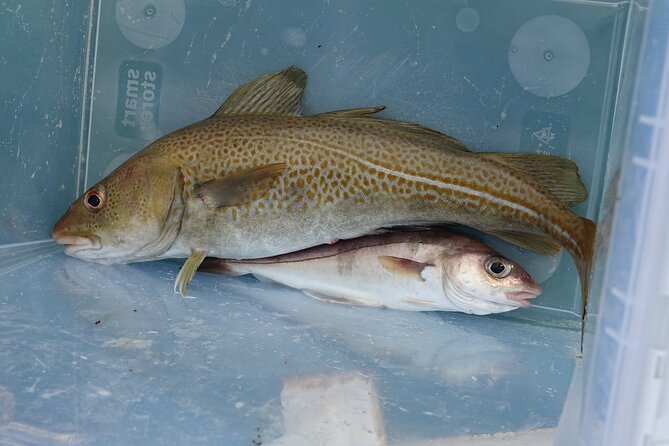 Reykjavik's Finest Catch: Guided Sea Angling Tour for All Levels - Is the boat comfortable for 12 people?