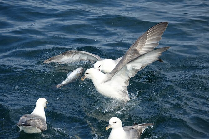 Reykjavik's Finest Catch: Guided Sea Angling Tour for All Levels - What $181.02 buys you