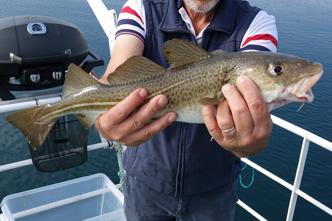 Reykjavik's Finest Catch: Guided Sea Angling Tour for All Levels - What happens at the fishing grounds