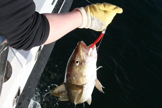 Reykjavik Sea Angling Gourmet - Fishing Faxaflói from Reykjavik harbor