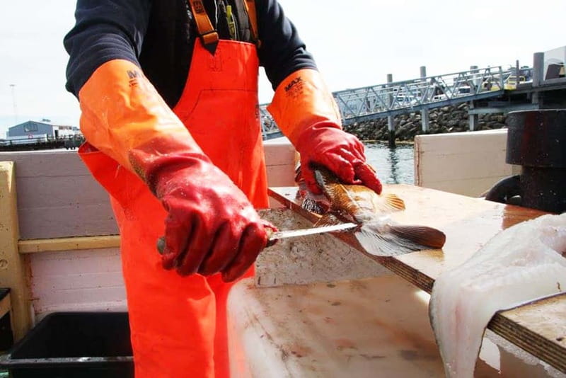 Reykjavik: Traditional Sea Fishing with BBQ Feast - The bay, islands, and seabirds