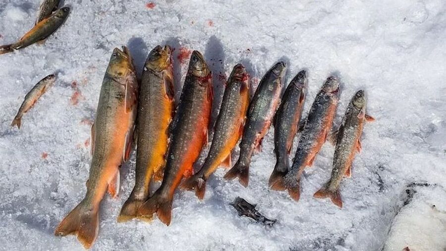 Rovaniemi: Half-Day Snowmobile & Ice Fishing Experience - Snowmobile riding through the Nordic forest