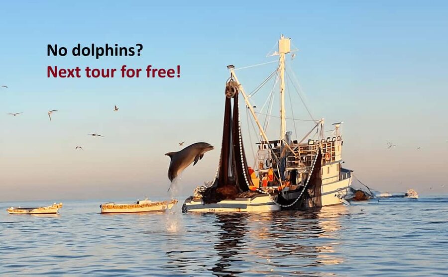 Rovinj: Sunrise Dolphins & Fishermen at Work Speedboat Tour - Why this sunrise trip feels different from a standard dolphin cruise