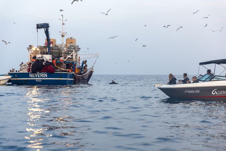 Rovinj: Sunrise Dolphins & Fishermen at Work Speedboat Tour - Watching fishermen haul the nets