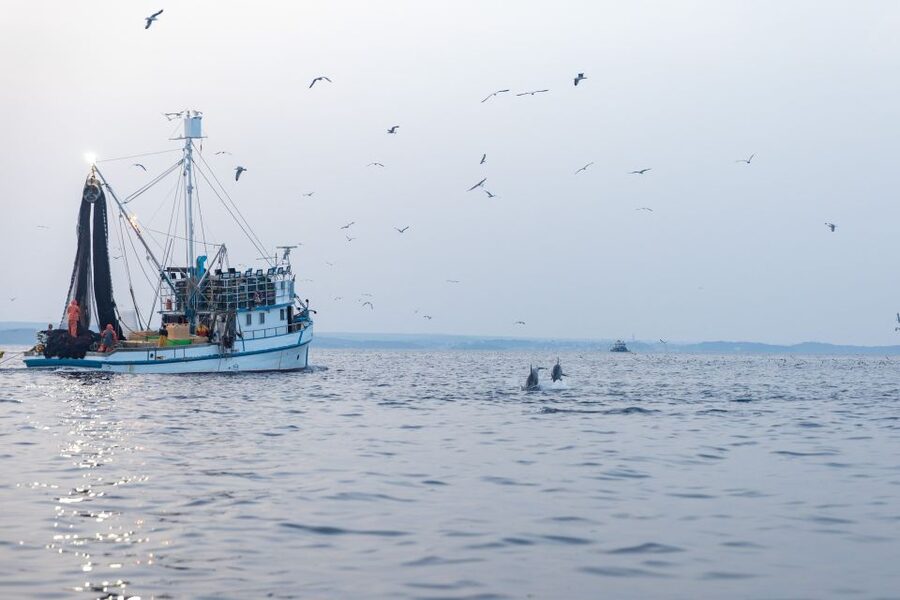 Rovinj: Sunrise Dolphins & Fishermen at Work Speedboat Tour - The return view of Rovinj from the sea