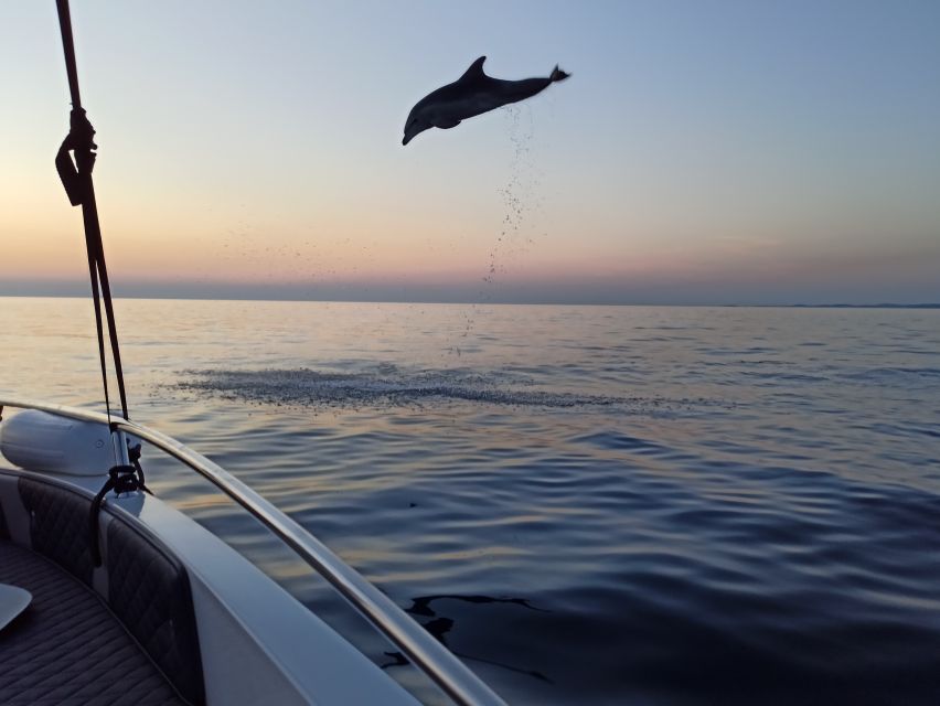 Rovinj: Sunrise Dolphins & Fishermen at Work Speedboat Tour - What $93 per person buys you