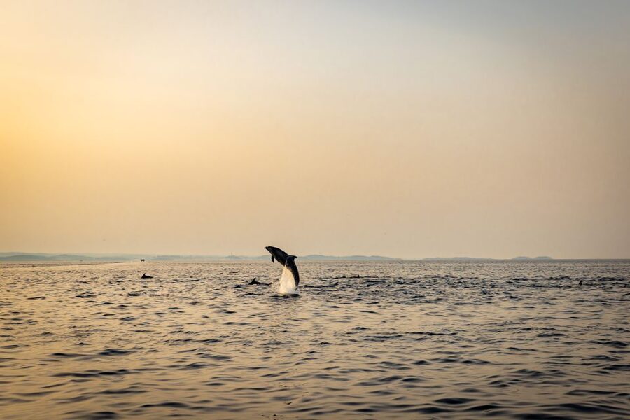 Rovinj: Sunrise Dolphins & Fishermen at Work Speedboat Tour - Weather, comfort, and the no-dolphin guarantee