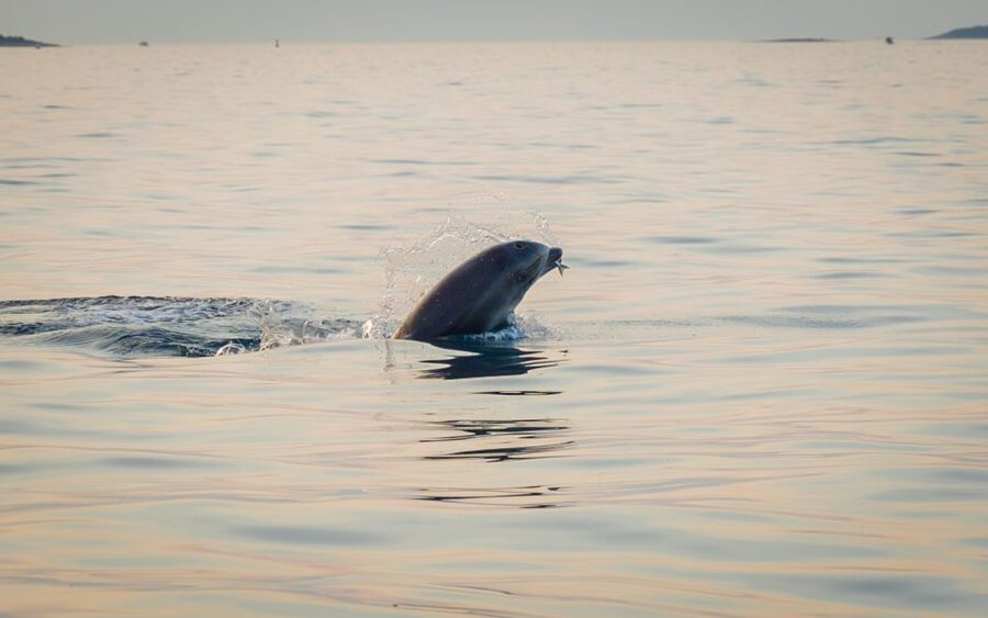 Rovinj: Sunrise Dolphins & Fishermen at Work Speedboat Tour - The early pickup around Rovinj