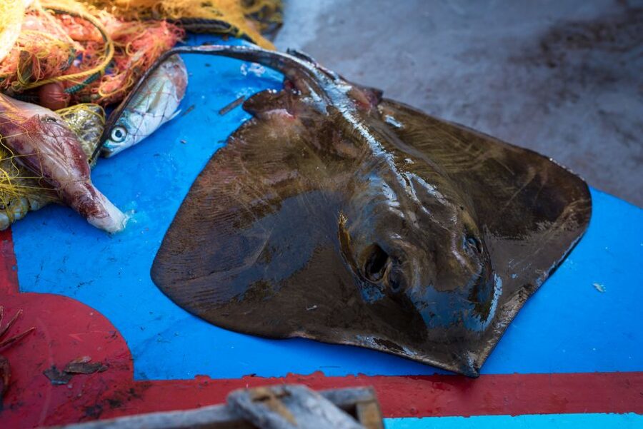 Santorini: Traditional Fishing Trip and Fresh Fish Lunch - Red Beach, White Beach, and Black Beach from the sea