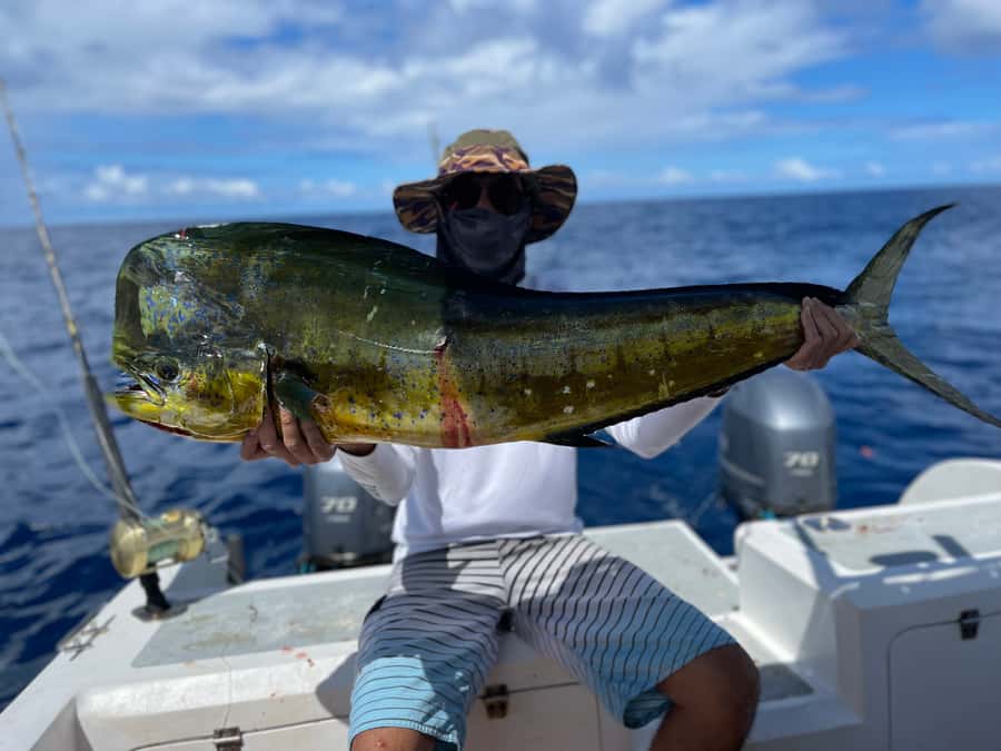 Seychelles: Guided Fishing Trip with Pickup and Equipment - Chasing game fish from GrandAnse Mahé
