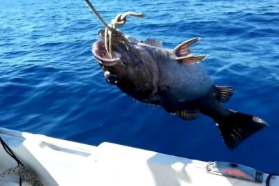 “Side Half-Day Fishing Adventure: Transfer Included!”