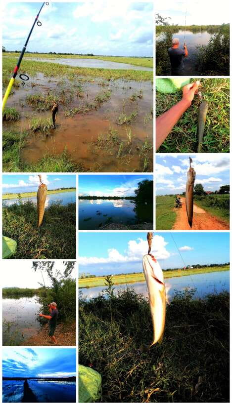 Siem Reap: Fishing in the rice fields, in the villages of Siem Reap - Leaving Siem Reap at 7 a.m. for the countryside