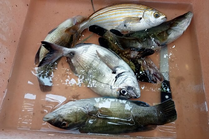 Snorkeling and Diving in the Gulf of Tavolara with Fishing - Timing, Meeting Point, and Weather