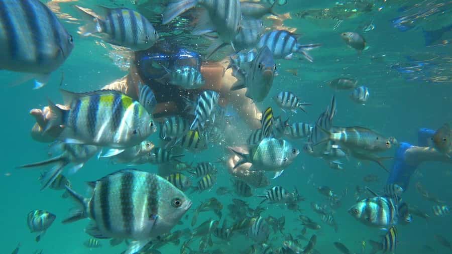 Snorkeling Kayaking Fishing Swimming Activities - Snorkeling over coral, shells, and Nemo fish
