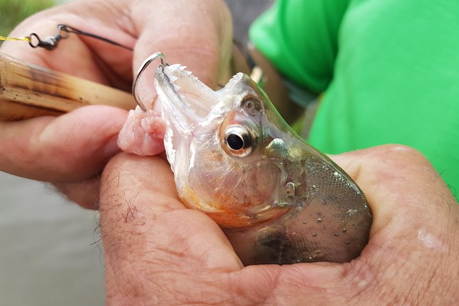 Solimoes River Piranha Fishing and Alligator Watching Tour - Leaving Manaus at about 4 p.m.