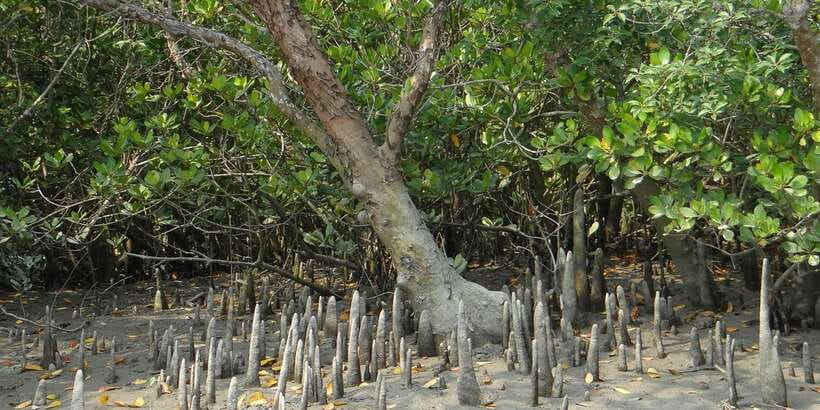 Sri Lanka Private Galle Tour: stilt fisherman, Galle Fort... - The spice and herbal garden visit