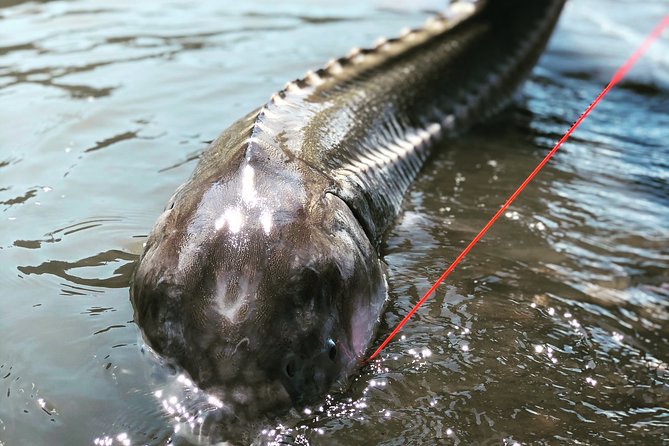 Sturgeon fishing on the Fraser river - Salmon add variety to the fishing day