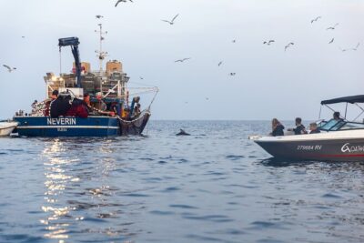 Sunrise Dolphins & Fishermen at Work speedboat tour in Rovinj