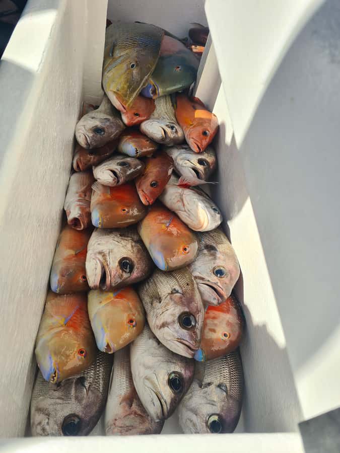 Sunshine Coast: Fishing Charters - Key points at a glance