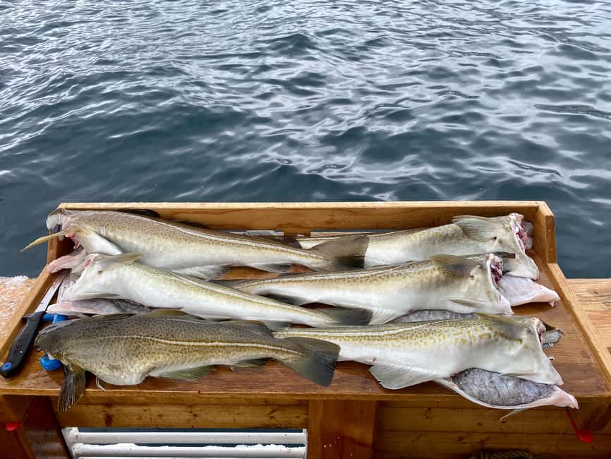 Tromsø: Fishing & Fjord Cruise - Finding the right fishing spot in Tromsø’s fjords