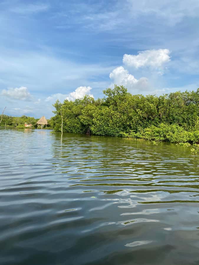 Typical lunch on beach, mangrove tour & fishing with natives - Who should book this Cartagena outing?