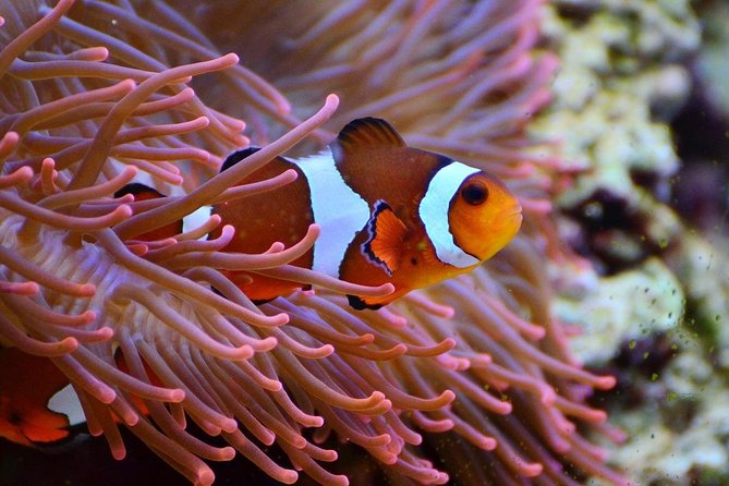 V.I.P Snorkeling & Fishing Tour ( Speed Boat ) Minimum 02 people - A three-part day on Nha Trang Bay