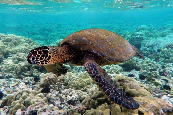 V.I.P Snorkeling & Fishing Tour ( Speed Boat ) Minimum 02 people - Is $105 per person fair value?