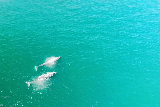 Whale Watching and Fishing Combination Excursions - Key points to know before booking