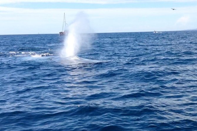 Whale Watching and Fishing Combination Excursions - Searching for dolphins and migrating whales