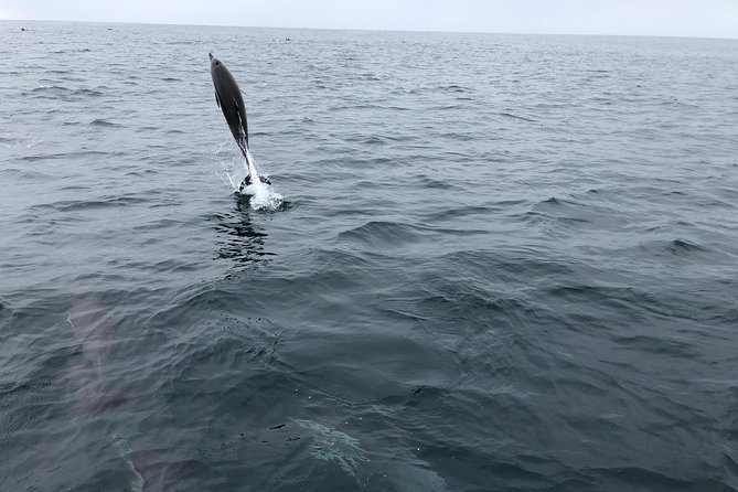 Whale Watching and Fishing Combination Excursions - What the $170 price gets you