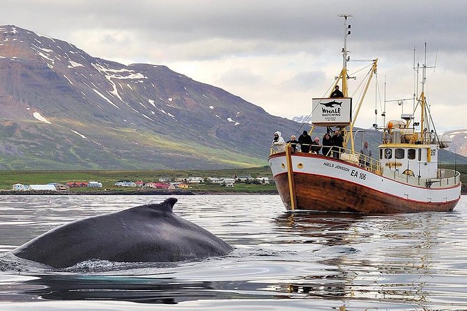 Whale Watching and Sea Angling Tour - Key points at a glance