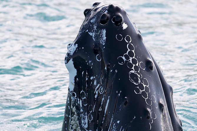 Whale Watching and Sea Angling Tour - Hauganes and the short run into Eyjafjörður