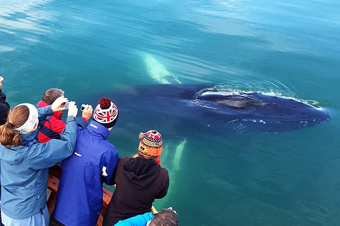 Whale Watching and Sea Angling Tour - A three-and-a-half-hour outing with a clear rhythm