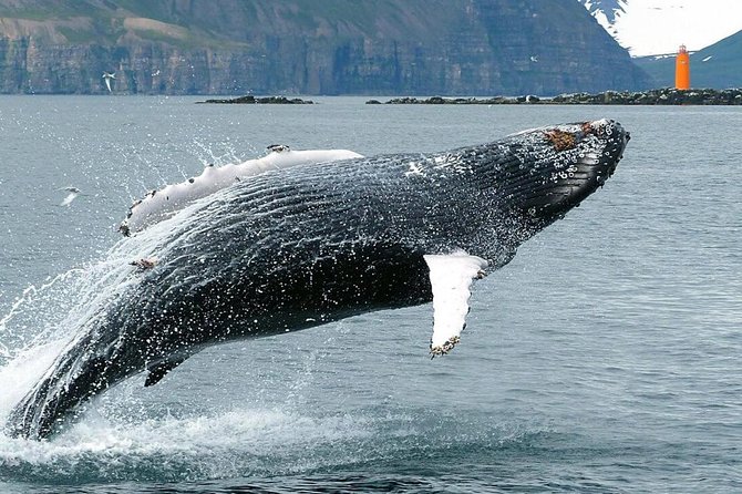 Whale Watching and Sea Angling Tour - Is $100 a fair price?