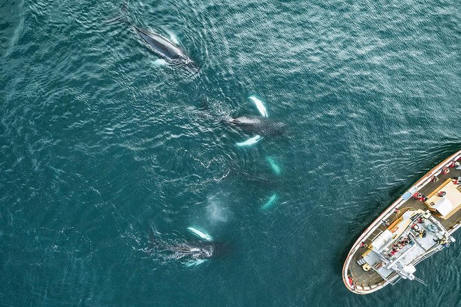 Whale Watching and Sea Angling Tour - Who will enjoy this Hauganes boat trip most?