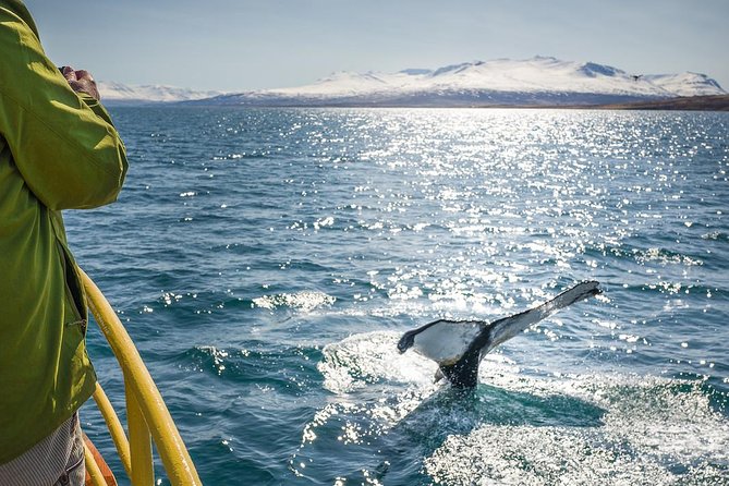 Whale Watching and Sea Angling Tour - Why the fjord makes whale watching appealing