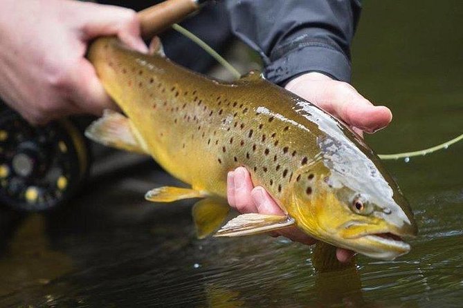 Wild Brown Trout fishing. Lough Corrib. French speaking Ghillie/Guide. Full day. - What your eight-hour day looks like