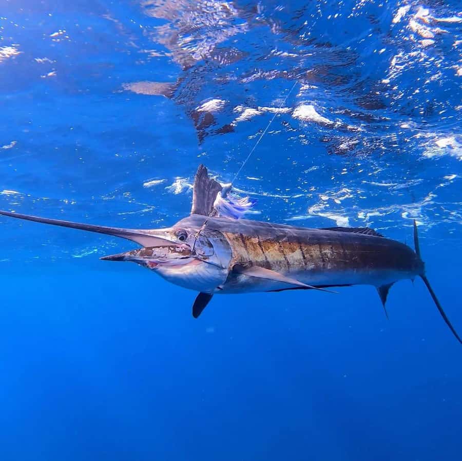 ZANZIBAR FISHING EXPRIENCE - What is included for the $86 price